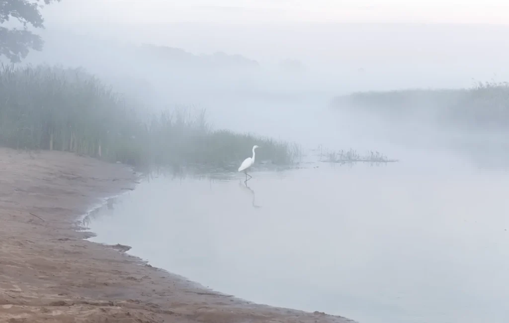 Czapla w wodzie nad rzeką Biebrzą