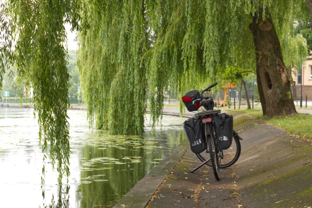 Rower nad rzeką i drzewo wierzba