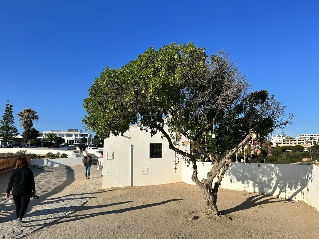 Drzewo przy Praia de Nossa Senhora da Rocha